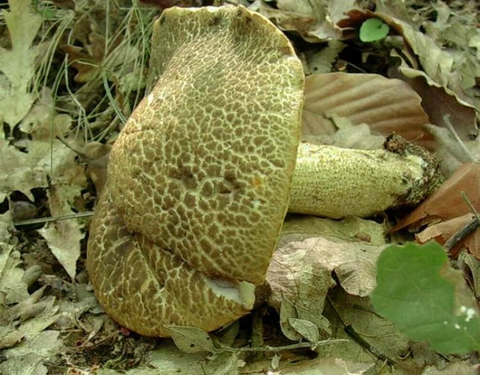 693 Giugno vecchio ritrovamento